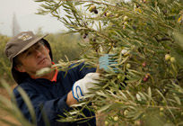 Las Doscientas Extra Virgin Olive Oil